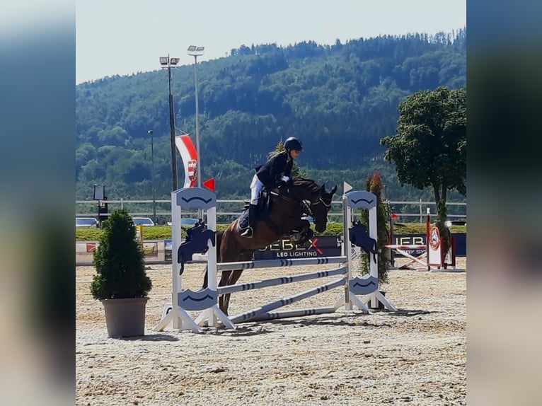 Welsh B Gelding 11 years 13,3 hh Chestnut in Perg