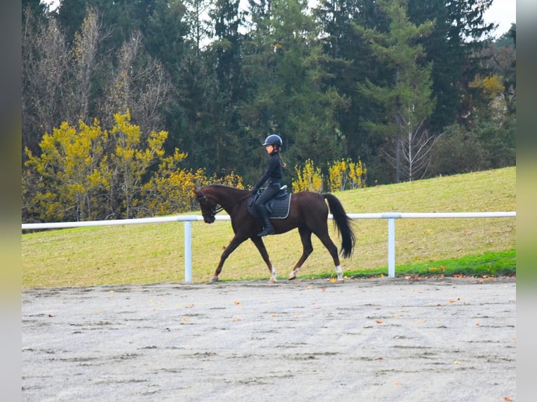 Welsh B Gelding 11 years 13,3 hh Chestnut in Perg