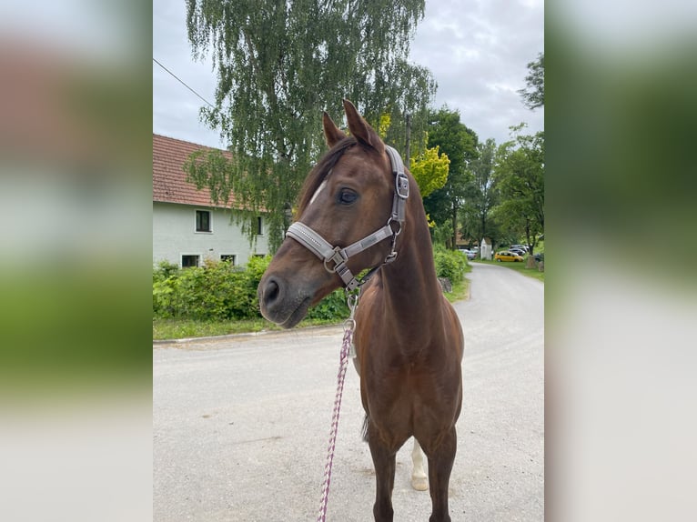 Welsh B Gelding 11 years 13,3 hh Chestnut in Perg