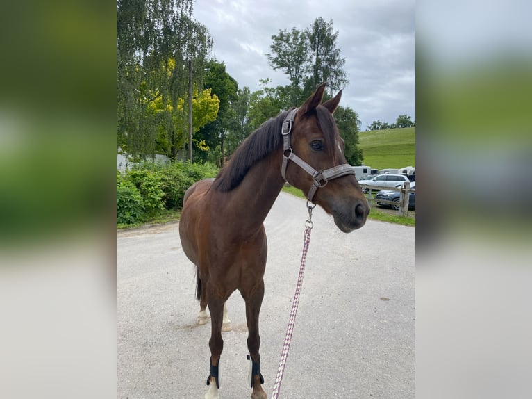 Welsh B Gelding 11 years 13,3 hh Chestnut in Perg