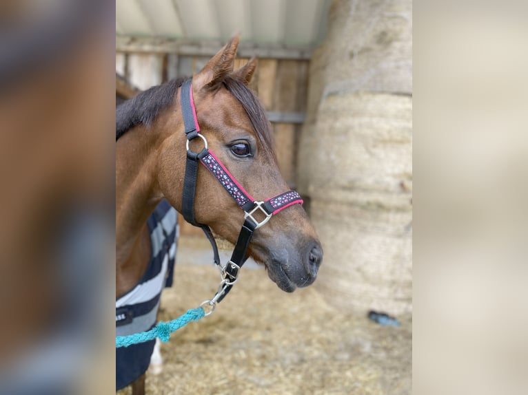 Welsh B Gelding 11 years 13,3 hh Chestnut in Perg