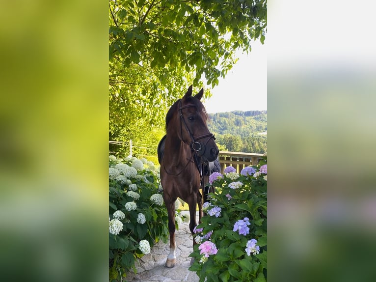 Welsh B Gelding 11 years 13,3 hh Chestnut in Perg