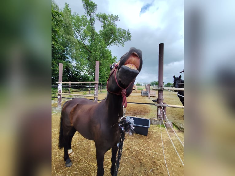 Welsh B Mix Gelding 12 years 12.2 hh Black in Kassel