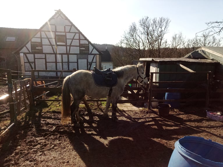 Welsh B Mix Gelding 12 years 12,2 hh Gray-Dapple in Essen