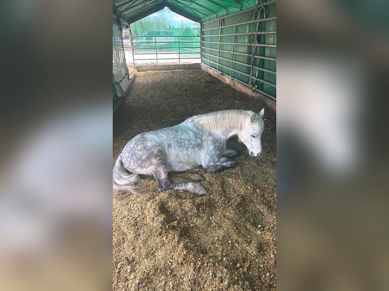 Welsh B Gelding 12 years 12.2 hh Grey in Neulingen