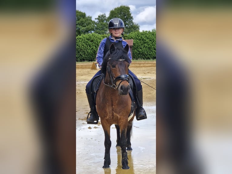 Welsh B Mix Gelding 12 years 12.2 hh Roan-Bay in Uelsen