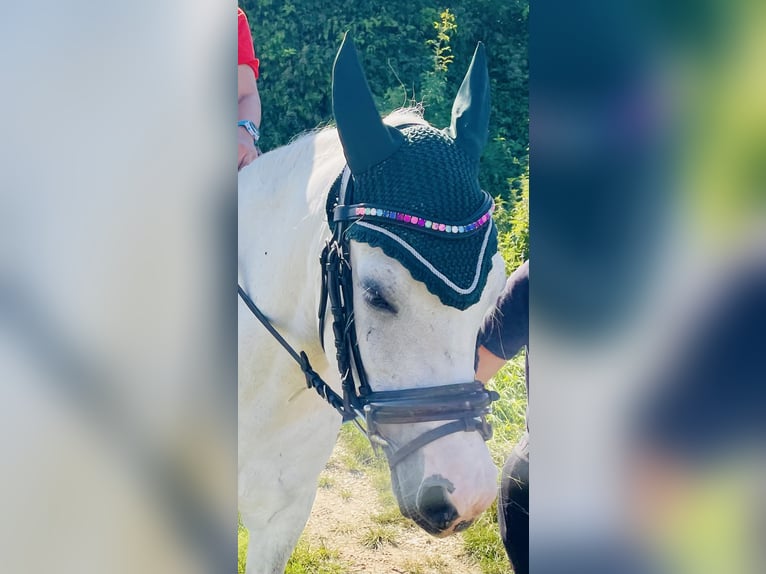 Welsh B Mix Gelding 12 years 12,2 hh Grey-Dapple in Schopfheim