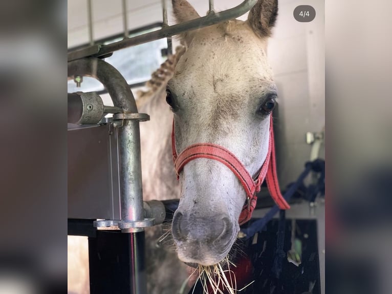 Welsh B Gelding 12 years 12,2 hh Grey in Neulingen