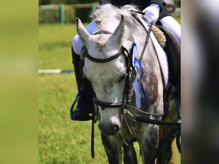 Welsh B Gelding 12 years 12,2 hh Grey in Neulingen