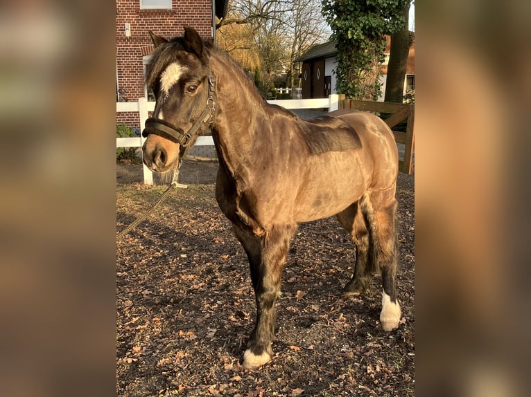 Welsh B Gelding 12 years 12,2 hh Smoky-Black in Paderborn