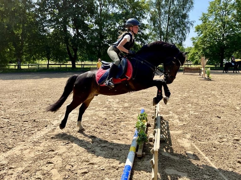 Welsh B Gelding 12 years 12,2 hh Smoky-Black in Paderborn