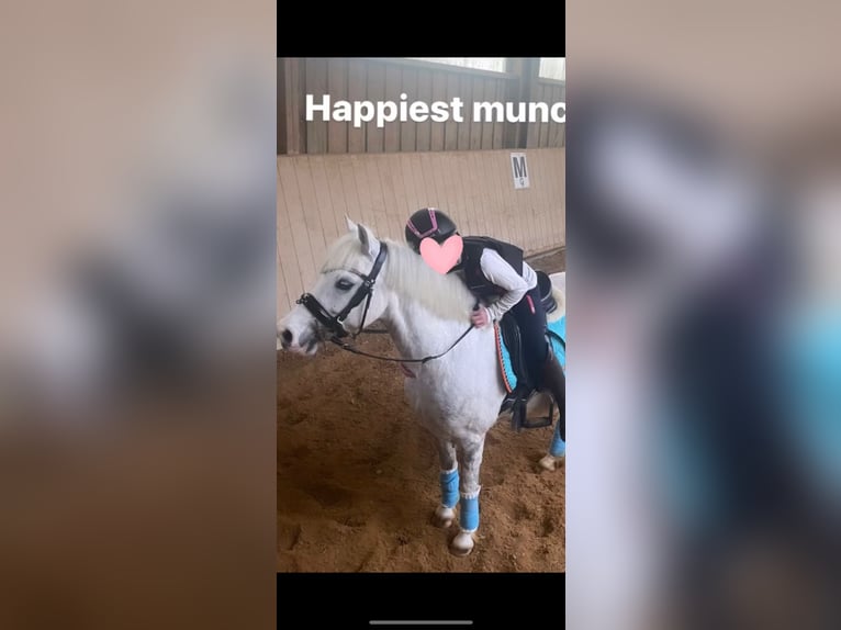 Welsh B Mix Gelding 12 years 12,3 hh Grey-Dapple in Ulm