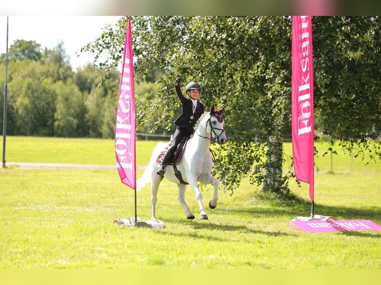 Welsh B Gelding 12 years 13.1 hh Grey in Klippan