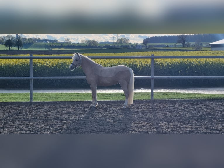 Welsh B Gelding 12 years 13,1 hh Palomino in Niederstotzingen