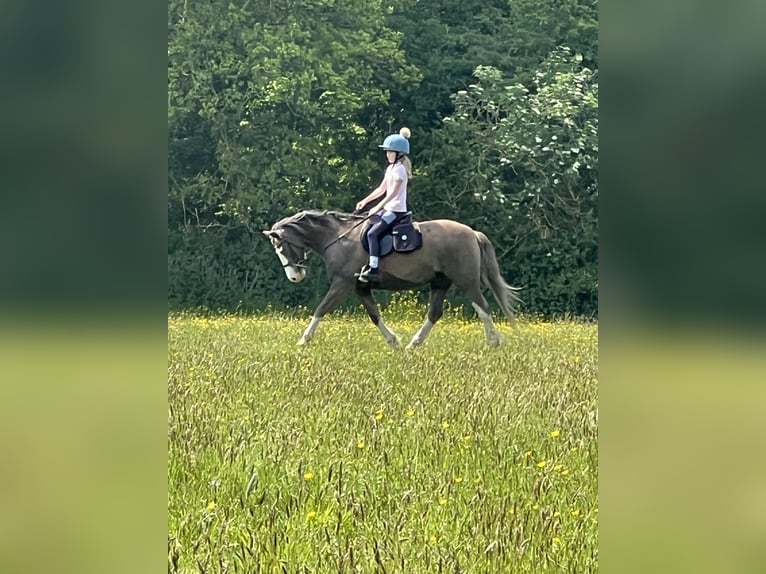 Welsh B Gelding 12 years 13 hh Roan-Bay in Ipswich