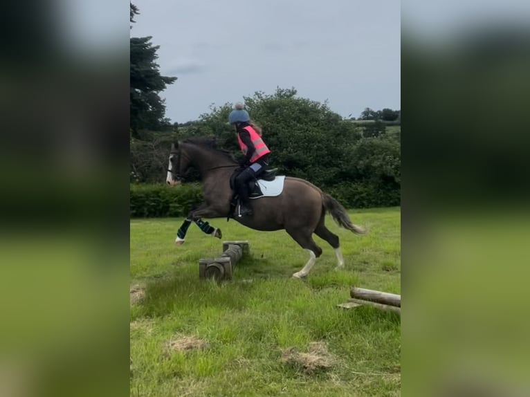 Welsh B Gelding 12 years 13 hh Roan-Bay in Ipswich