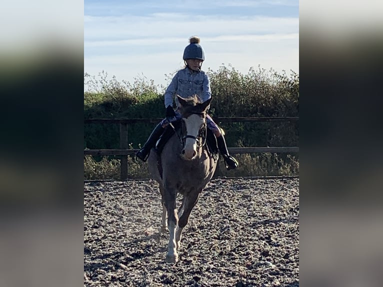 Welsh B Gelding 12 years 13 hh Roan-Bay in Ipswich