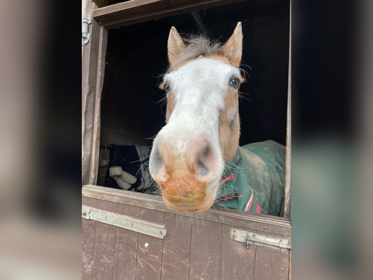 Welsh B Gelding 12 years 13 hh Roan-Bay in Ipswich