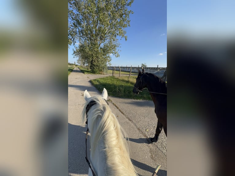 Welsh B Gelding 12 years 13,2 hh Grey in Hohenm&#xF6;lsen