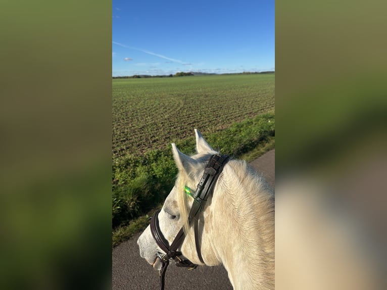 Welsh B Gelding 12 years 13,2 hh Grey in Hohenm&#xF6;lsen