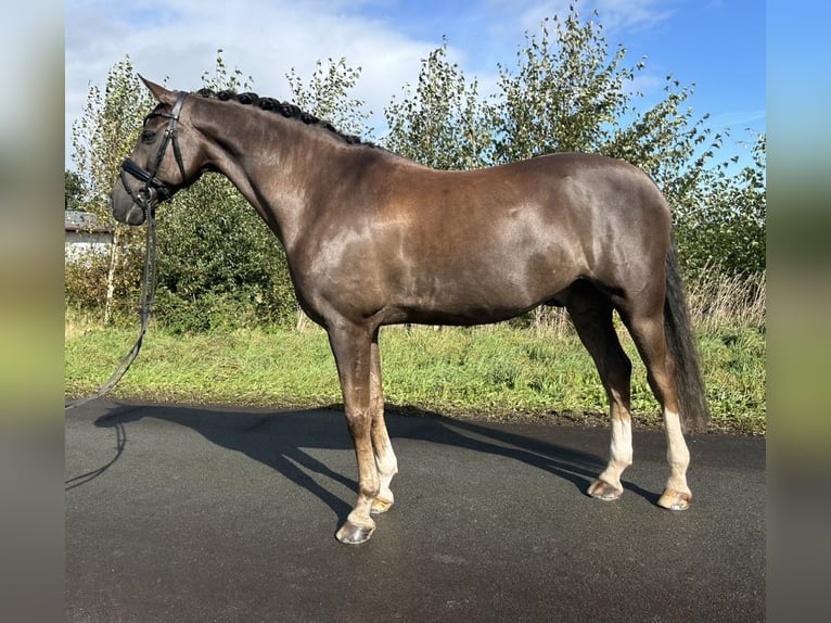 Welsh B Gelding 12 years 15,1 hh in Friesoythe