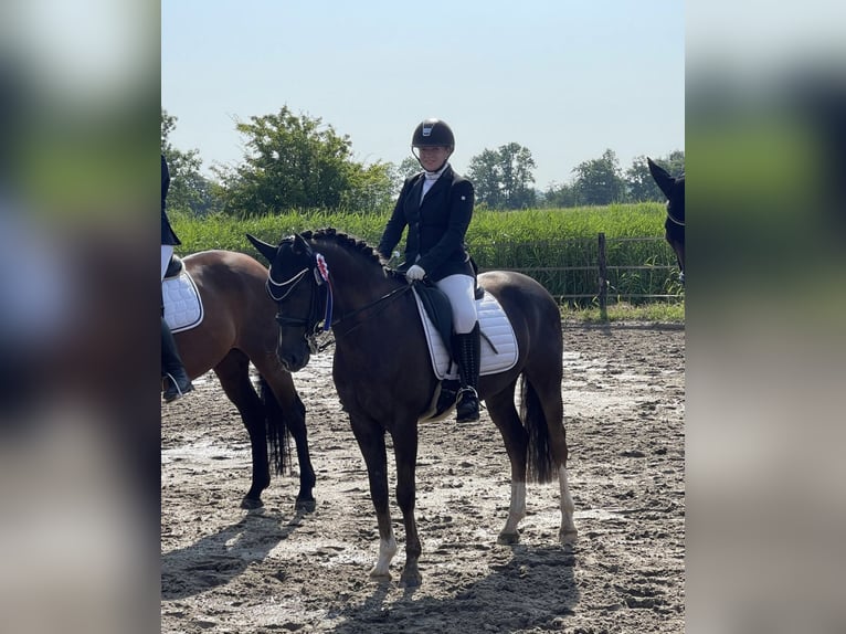 Welsh B Gelding 12 years 15,1 hh in Friesoythe