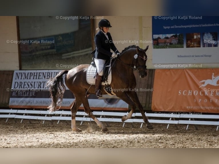 Welsh B Gelding 12 years 15,1 hh in Friesoythe