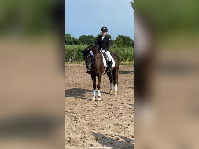 Welsh B Gelding 12 years 15,1 hh in Friesoythe