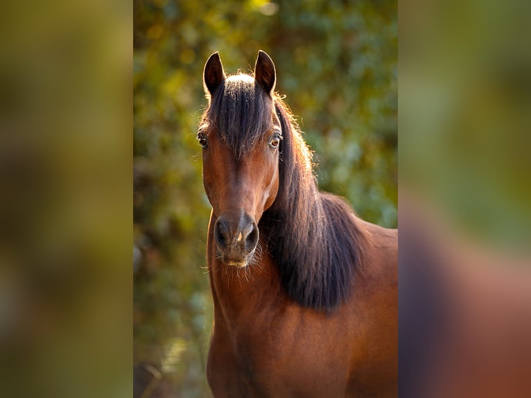 Welsh B Gelding 13 years 12.1 hh Brown in Vreden