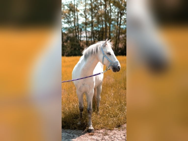 Welsh B Mix Gelding 13 years 12 hh Grey in Bad Hall
