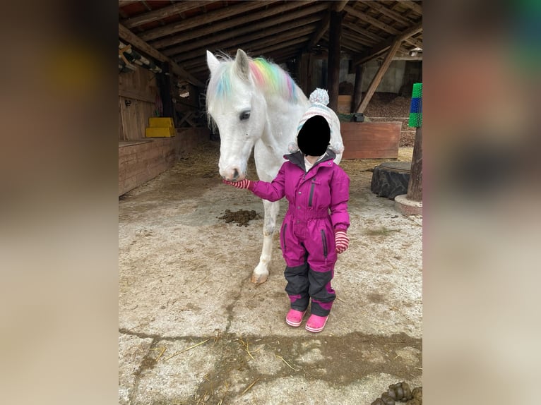 Welsh B Mix Gelding 13 years 12,2 hh Grey-Dapple in Schopfheim