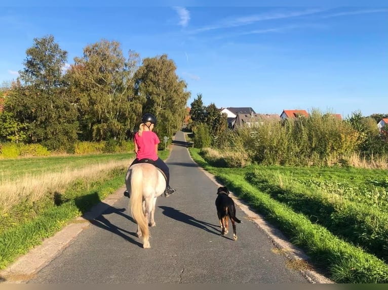 Welsh B Mix Gelding 13 years 12,3 hh Gray in Springe