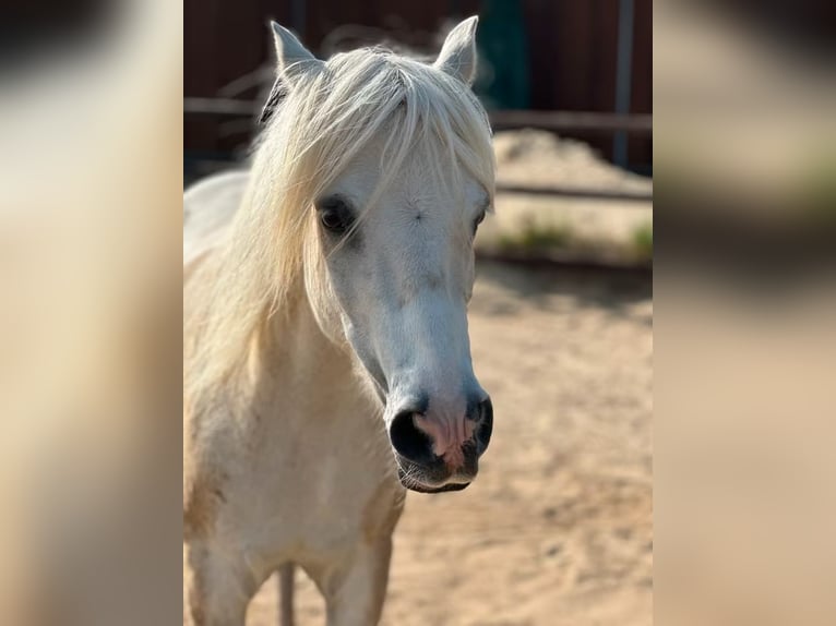 Welsh B Mix Gelding 13 years 12,3 hh Gray in Springe