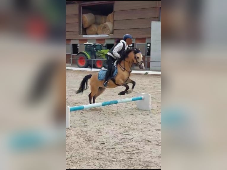 Welsh B Gelding 13 years 13.1 hh Dun in Otterstadt