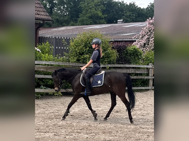 Welsh B Gelding 13 years 13,2 hh Bay-Dark in Rosengarten