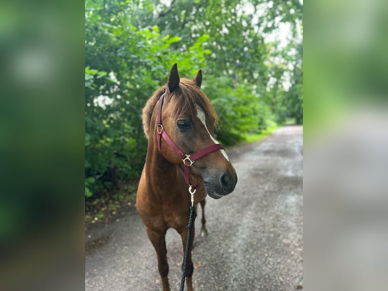 Welsh B Gelding 13 years 13,2 hh Chestnut in Wahlstedt