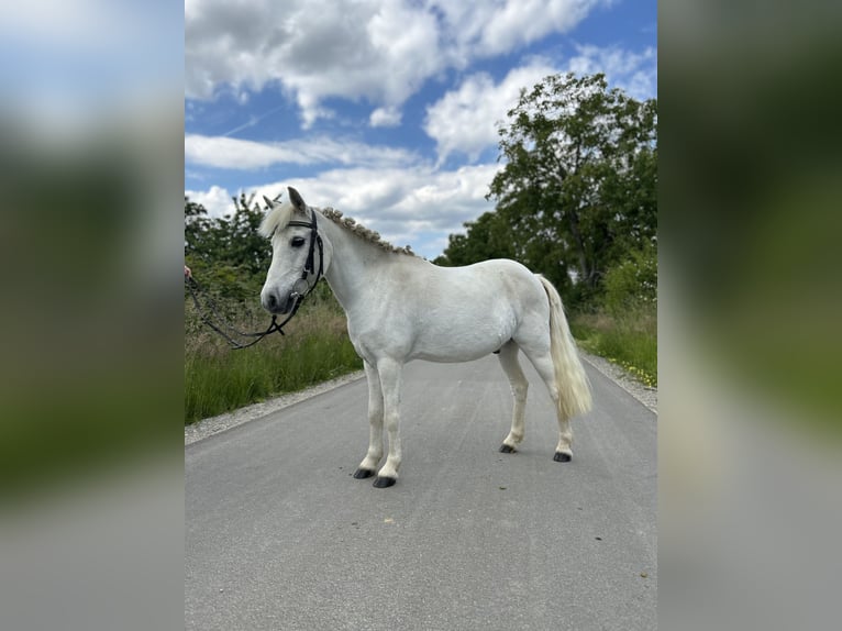 Welsh B Mix Gelding 14 years 11,2 hh Gray in Aldersbach
