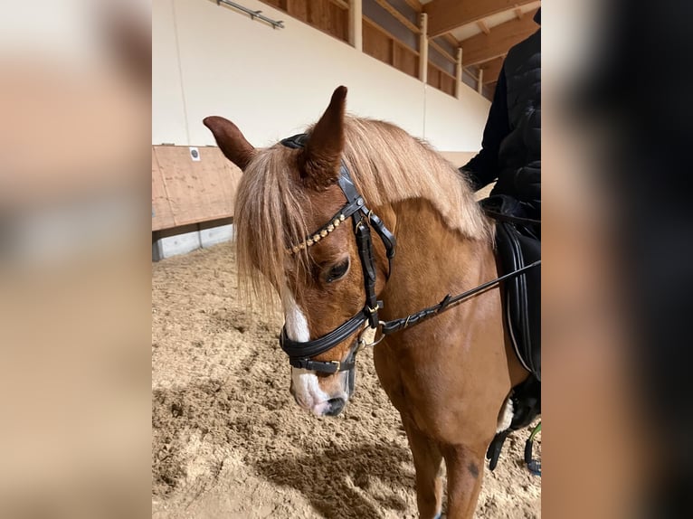 Welsh B Gelding 14 years 12,2 hh Chestnut-Red in Berg