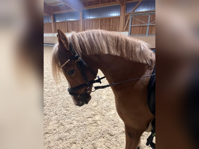 Welsh B Gelding 14 years 12,2 hh Chestnut-Red in Berg