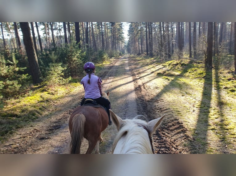 Welsh B Gelding 14 years 12.2 hh Chestnut-Red in Suhlendorf