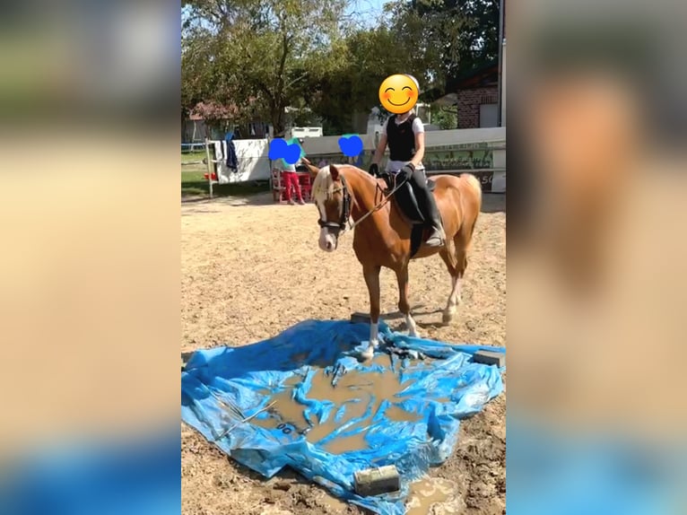 Welsh B Gelding 14 years 12.2 hh  in Suhlendorf