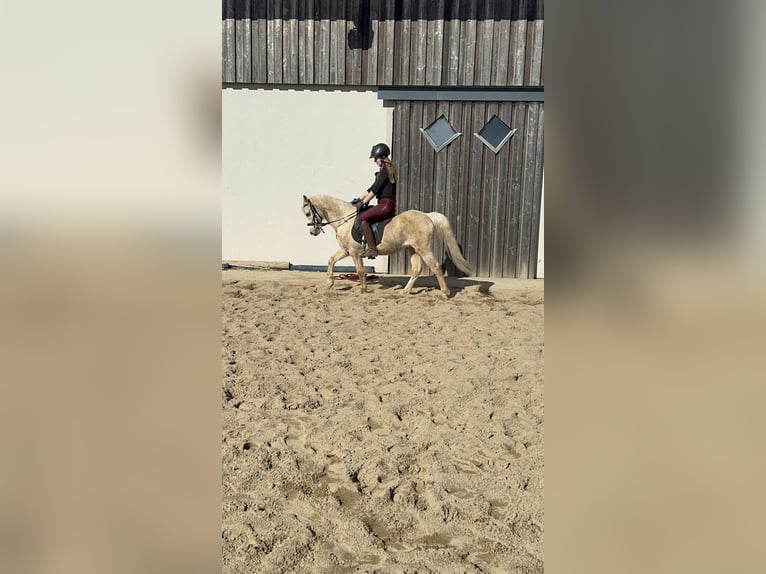 Welsh B Gelding 14 years 12,2 hh Palomino in Daleiden