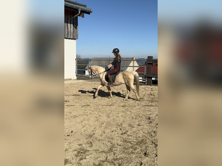 Welsh B Gelding 14 years 12,2 hh Palomino in Daleiden