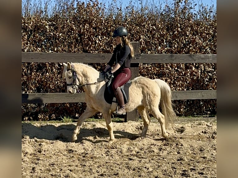 Welsh B Gelding 14 years 12,2 hh Palomino in Daleiden