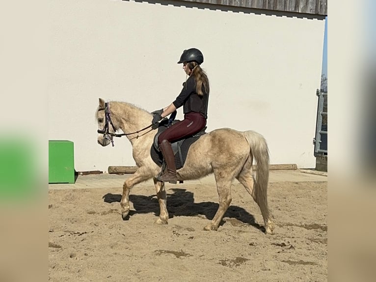 Welsh B Gelding 14 years 12,2 hh Palomino in Daleiden