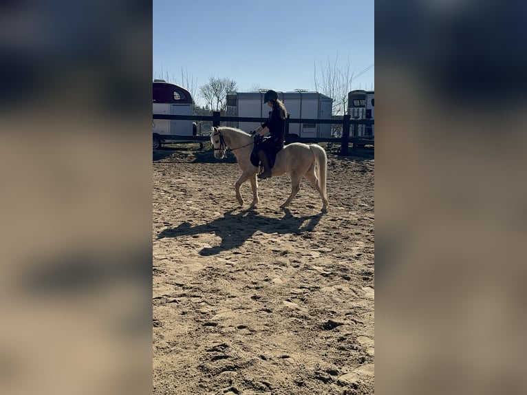 Welsh B Gelding 14 years 12,2 hh Palomino in Daleiden