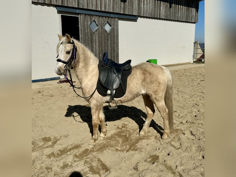 Welsh B Gelding 14 years 12,2 hh Palomino in Daleiden