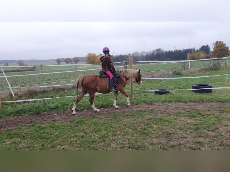 Welsh B Gelding 14 years 12,2 hh Chestnut-Red in Suhlendorf