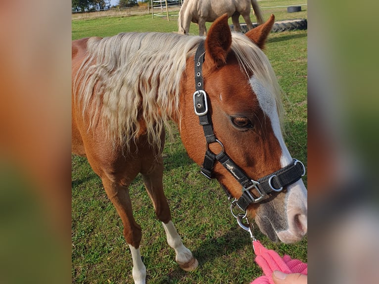Welsh B Gelding 14 years 12,2 hh Chestnut-Red in Suhlendorf