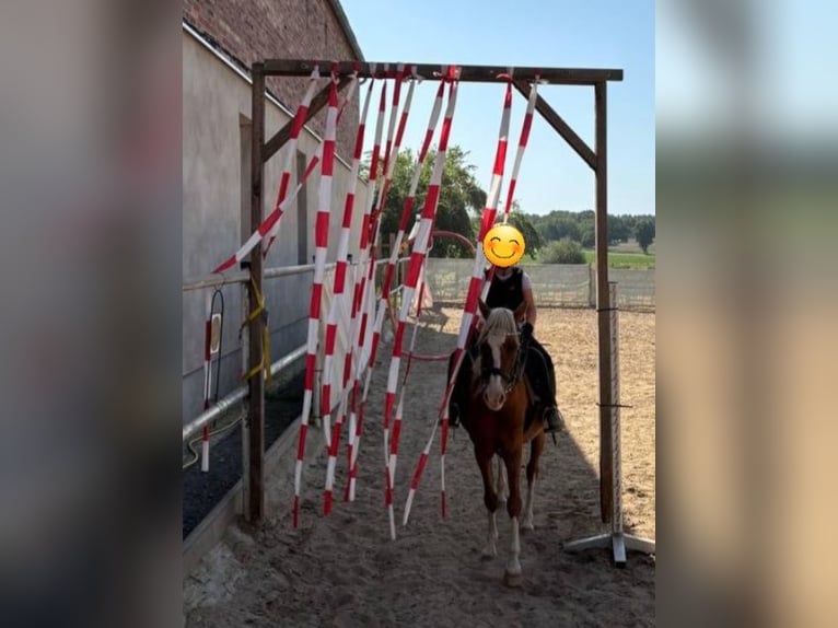 Welsh B Gelding 14 years 12,2 hh Chestnut-Red in Suhlendorf